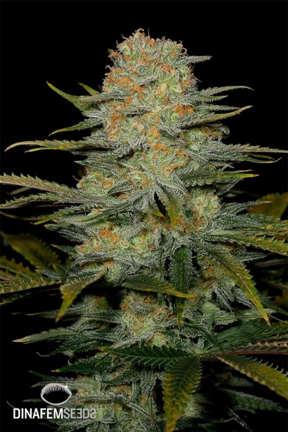 DINAFEM-AMNESIA-CBD_preview