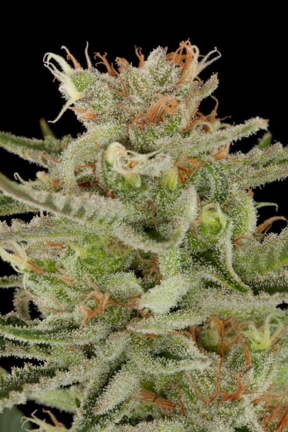 Dinafem_Original_Amnesia-06-4306_gallery_full_660x990