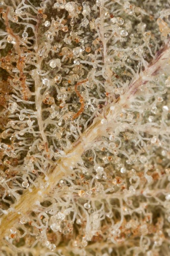 Dinafem_Original_Amnesia-08-6503_gallery_full_660x990