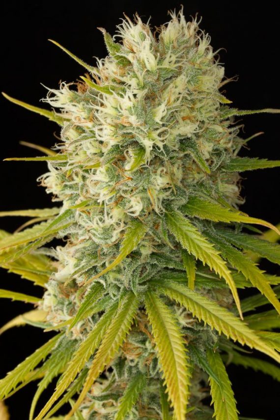 Dinafem_Original_Amnesia-09-7350_gallery_full_660x990