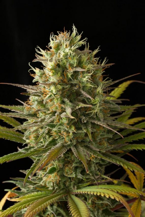 Dinafem_Original_Amnesia-13-7380_gallery_full_660x990