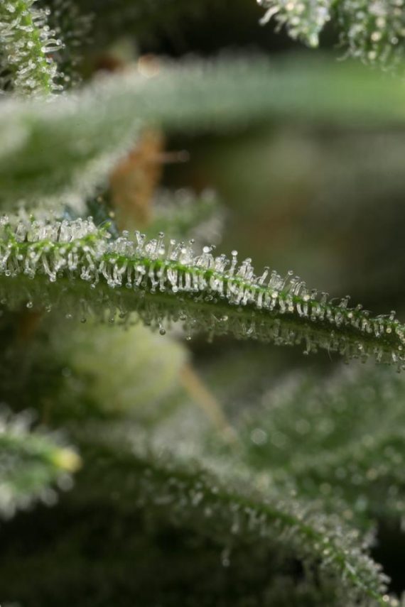 dinafem-amnesiacbd-7286_660x990