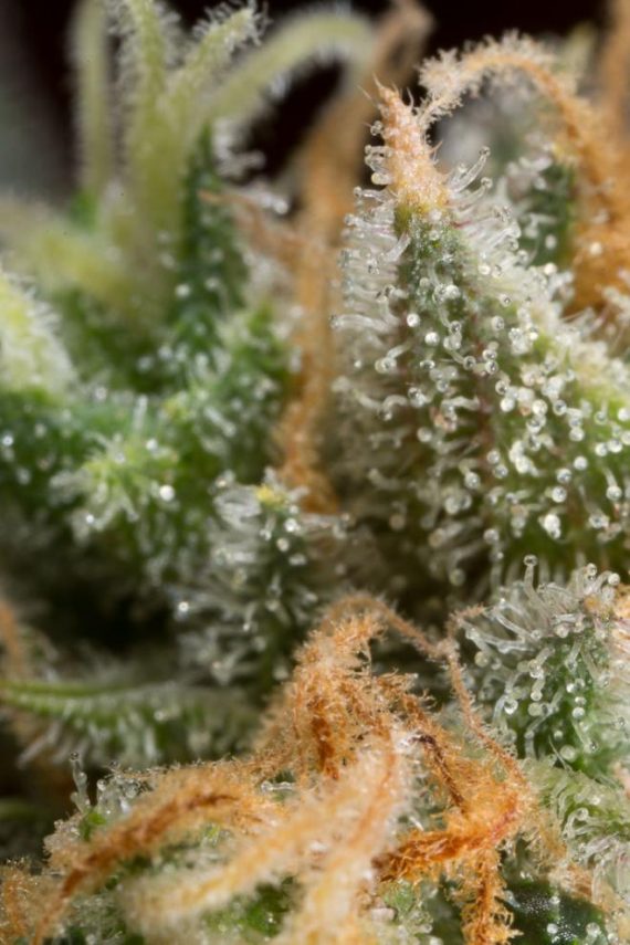 dinafem-amnesiacbd-7321_660x990