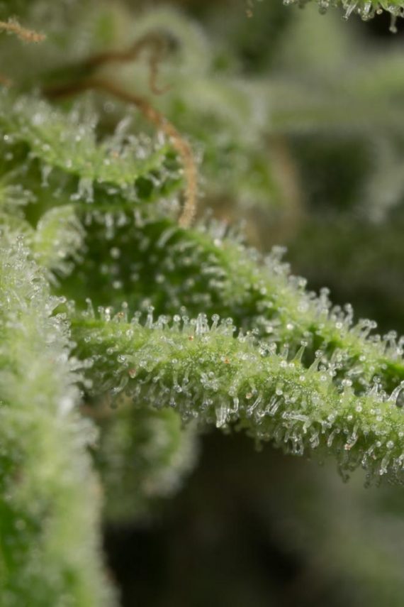 dinafem-amnesiacbd-7369_660x990