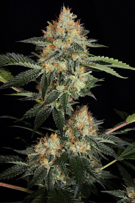 Captura de pantalla 2020-09-16 a la(s) 4.54.45 p. m.