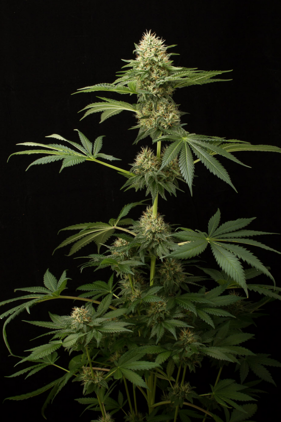 Captura de pantalla 2020-09-16 a la(s) 4.55.58 p. m.